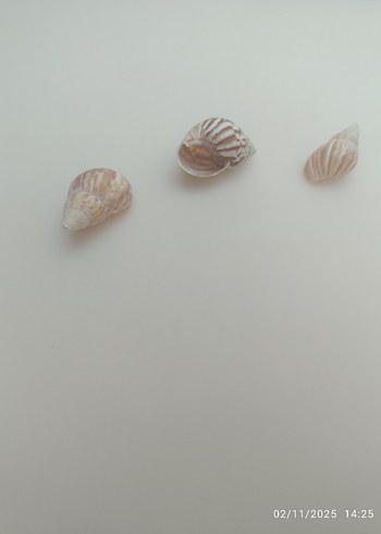 Doğal deniz kabuğu - Görsel 6