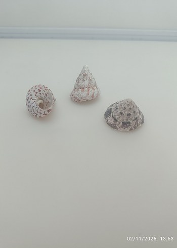 Doğal deniz kabuğu - Görsel 4