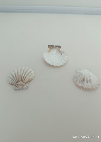 Doğal deniz kabuğu - Görsel 12