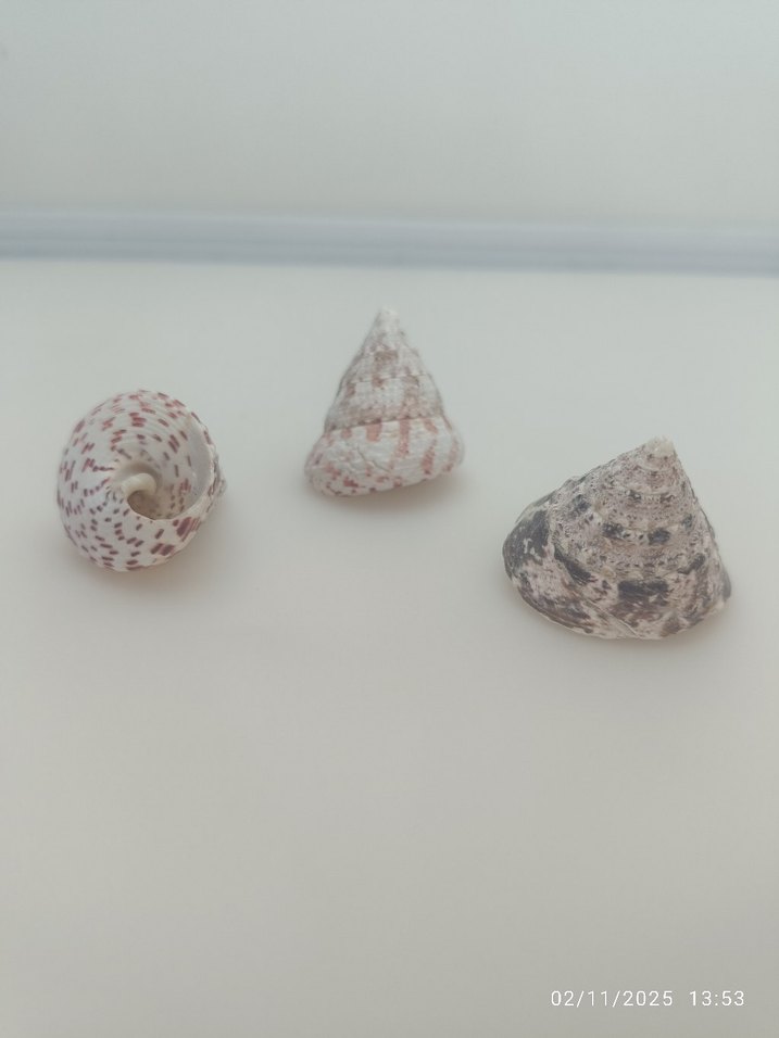 Doğal deniz kabuğu - Görsel 5