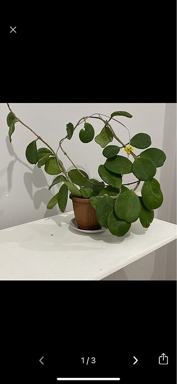 Hoya abovata özel tür mum çiçeği