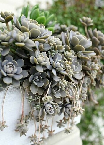 Bangkoklu orostachys boehmeri sukulent