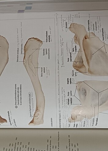  Beden İnsan anatomisi atlası