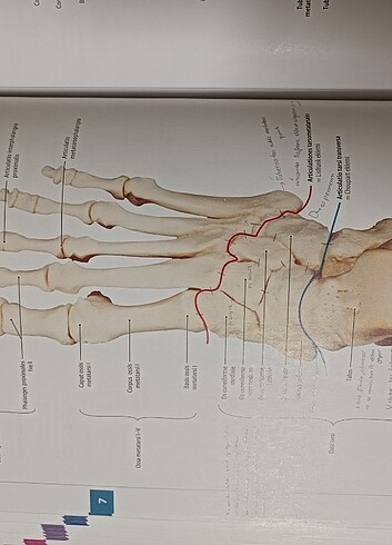  Beden Renk İnsan anatomisi atlası
