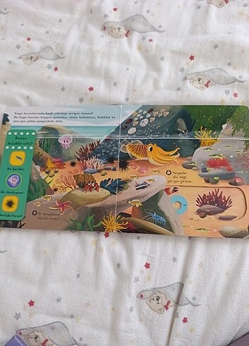 Deniz Canlıları  - Görsel 2