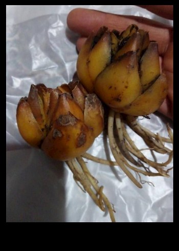 Pembe renk yoğun kokulu lilyum - Görsel 2