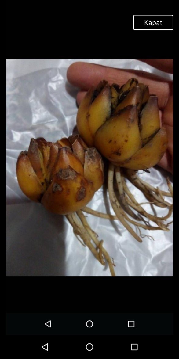 Pembe renk yoğun kokulu lilyum - Görsel 2