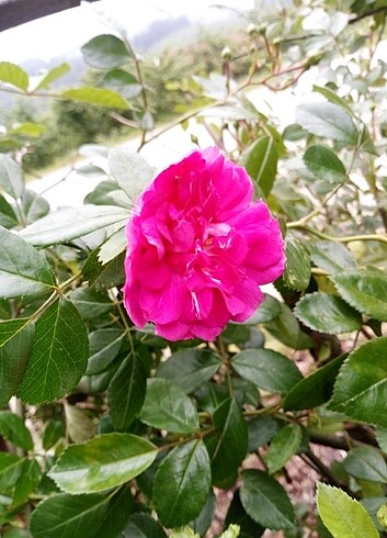 Gül fidanı pembe renk