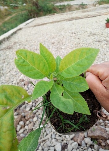 Diğer Datura fidesi 