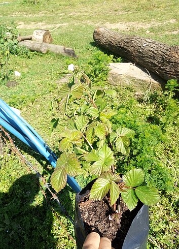 Beden Böğürtlen fidesi