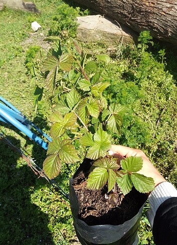 Beden siyah Renk Böğürtlen fidesi