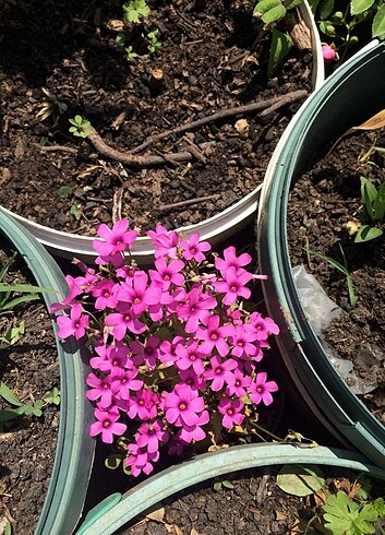 Oxalis uyku yoncasi 