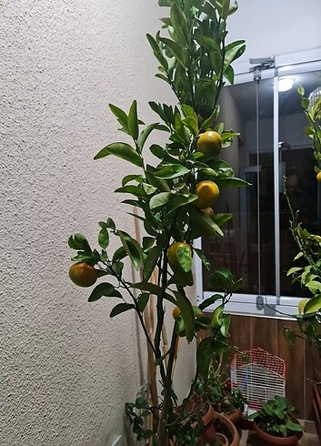 Yediveren Mandalina Ağacı 