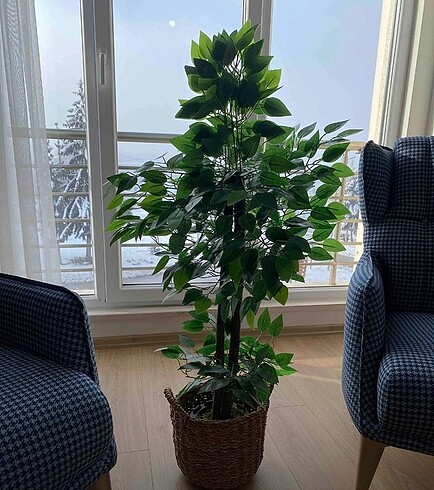 Salon çiçeği
