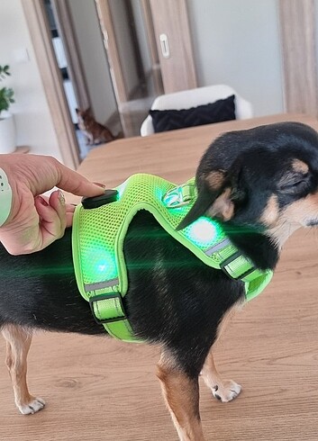 Işıklı köpek göğüs tasması,çok kaliteli.