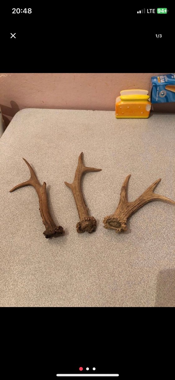 Bej Ahşap Boynuz orijinal geyik - Görsel 3