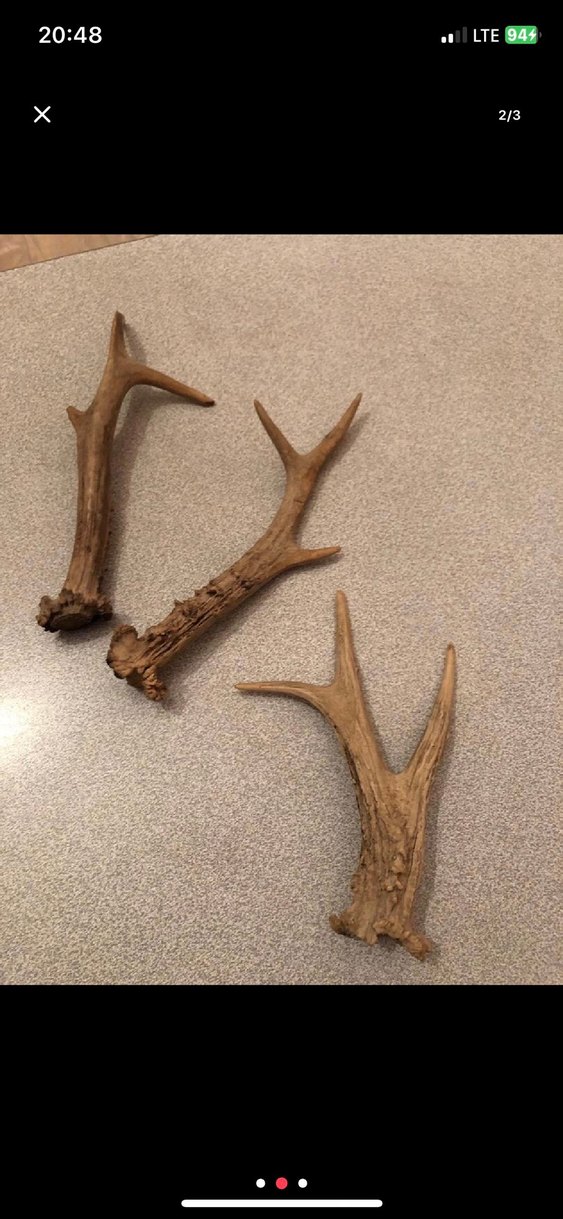 Bej Ahşap Boynuz orijinal geyik - Görsel 2