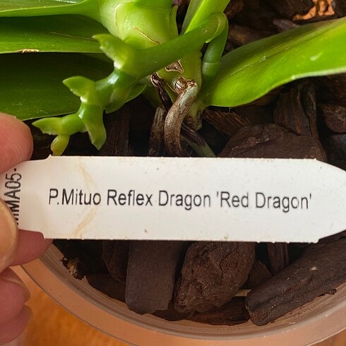 Diğer P. Mituo Reflex Dragon Red Dragon