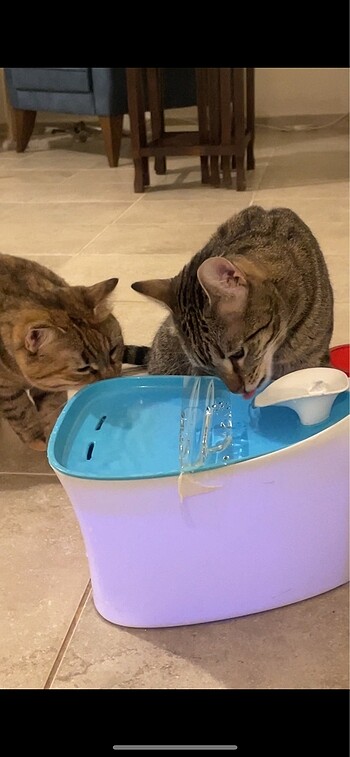  kedi su pınarı