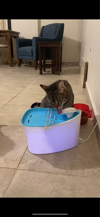  Beden Renk kedi su pınarı