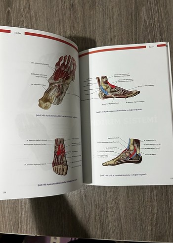 Anatomi atlası - Görsel 5