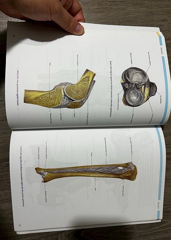 Anatomi atlası - Görsel 2