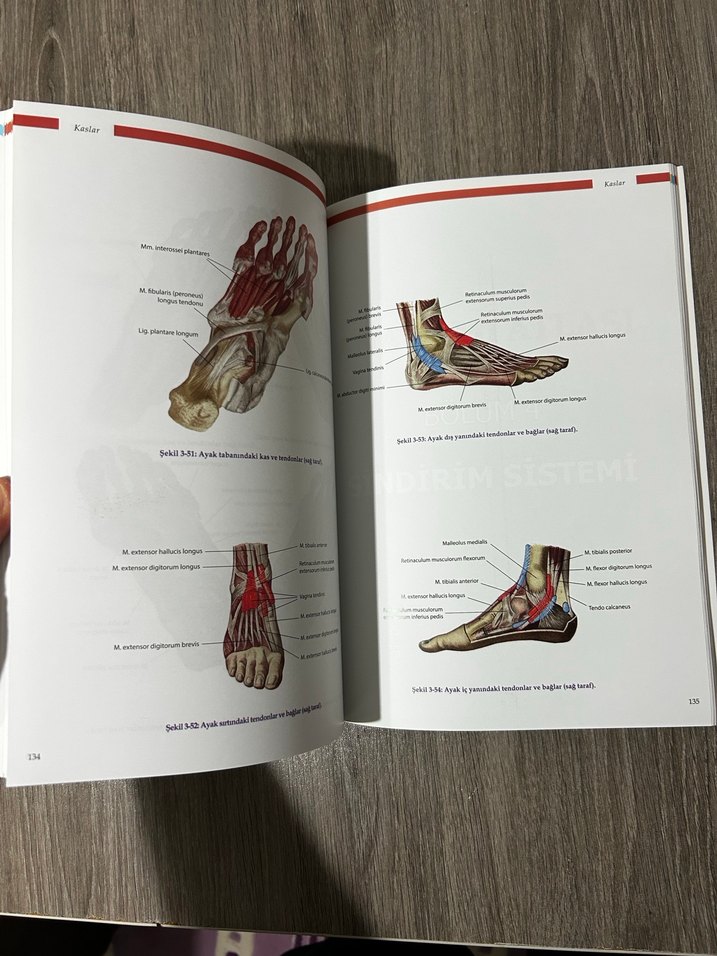Anatomi atlası - Görsel 5