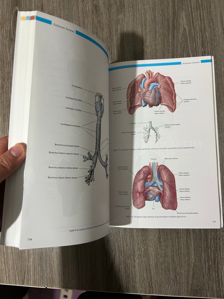 Anatomi atlası - Görsel 4