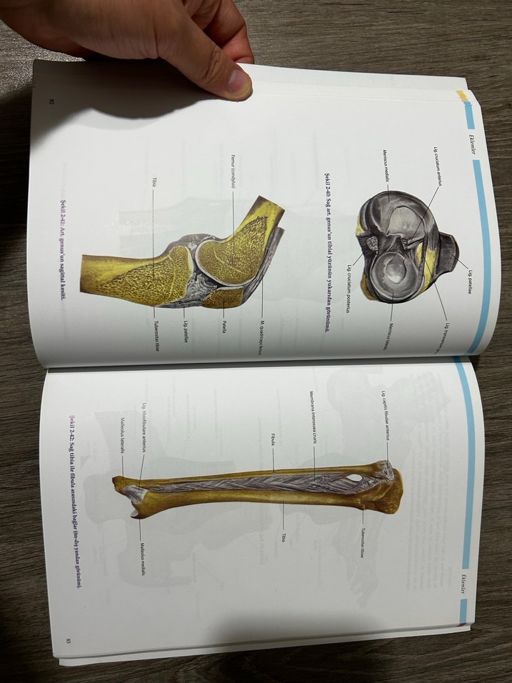 Anatomi atlası - Görsel 2