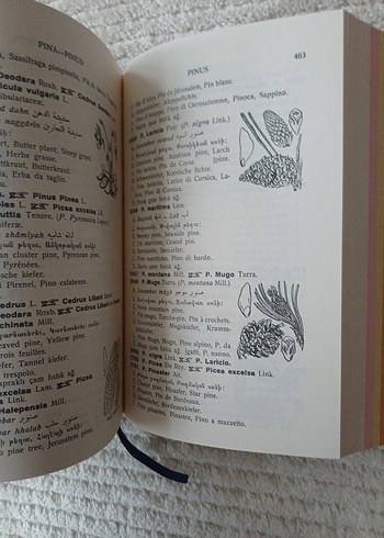 Resimli Çokdilli Bitki Adları Sözlüğü - Görsel 7