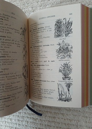 Resimli Çokdilli Bitki Adları Sözlüğü - Görsel 6