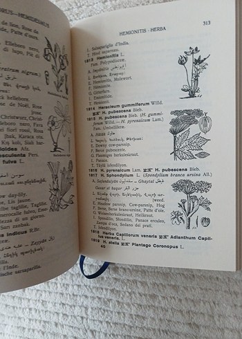 Resimli Çokdilli Bitki Adları Sözlüğü - Görsel 4