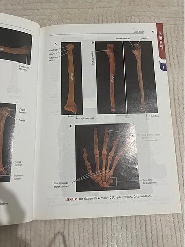 Anatomi atlası