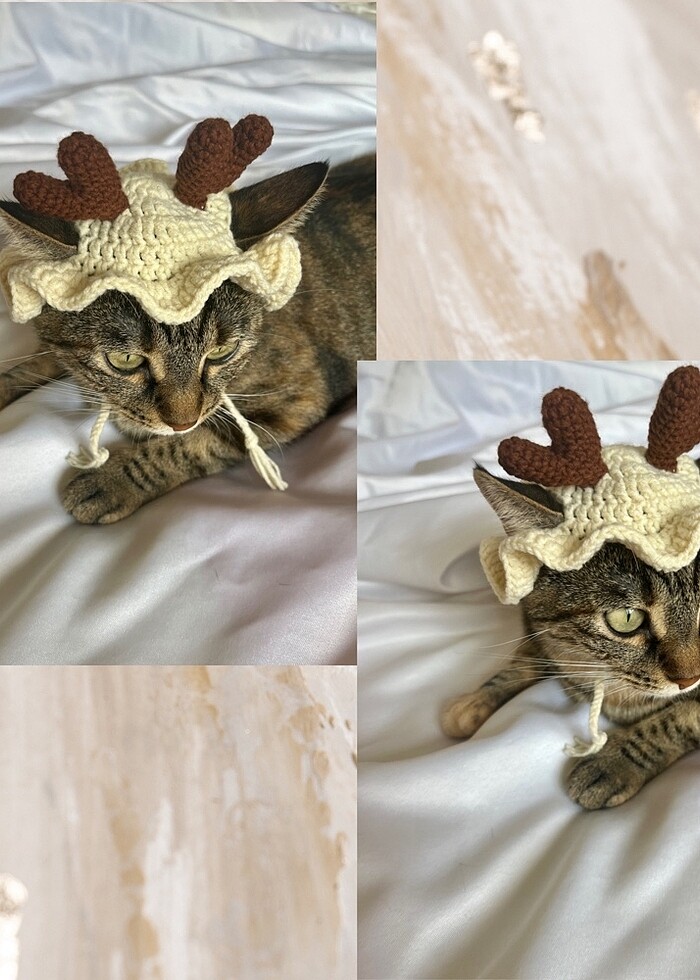 Kedi ve köpek şapkası - Görsel 2