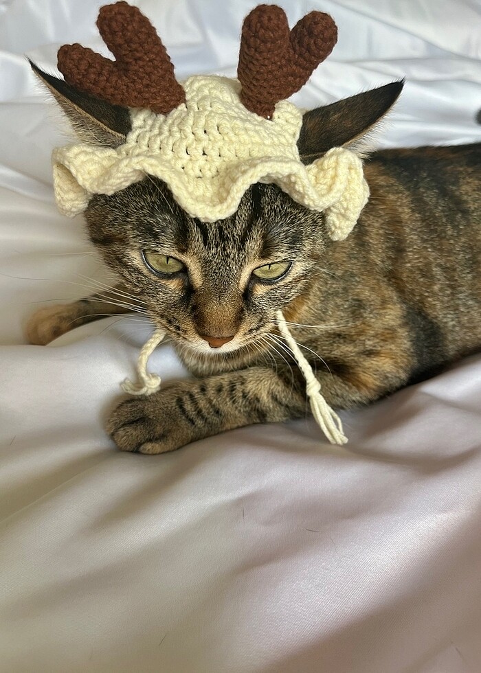 Kedi ve köpek şapkası - Görsel 3