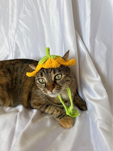Kedi şapkası