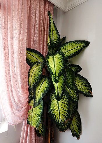 Çiçek Difenbahya bitkisi yaklaşık 2,5metre