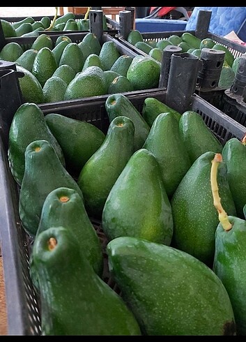 Avokado özel ilan