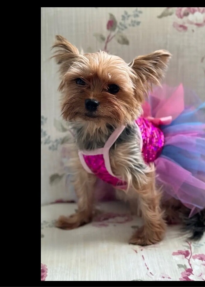 Kedi köpek deniz kızı kıyafeti elbisesi - Görsel 2