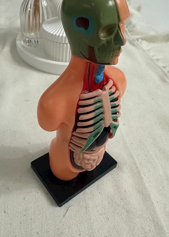 İnsan Vücudu Maket Eğitim Seti - Görsel 5