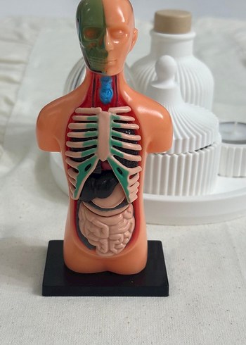 İnsan Vücudu Maket Eğitim Seti - Görsel 4