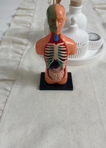 İnsan Vücudu Maket Eğitim Seti - Görsel 6