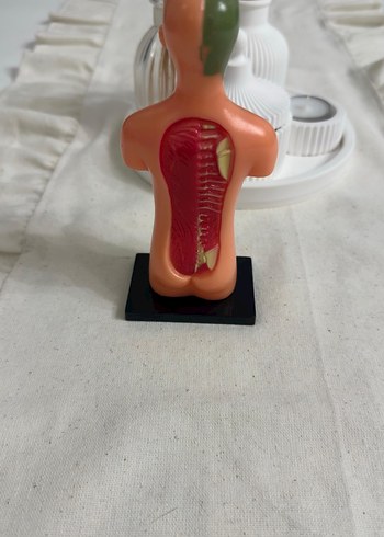 İnsan Vücudu Maket Eğitim Seti - Görsel 8