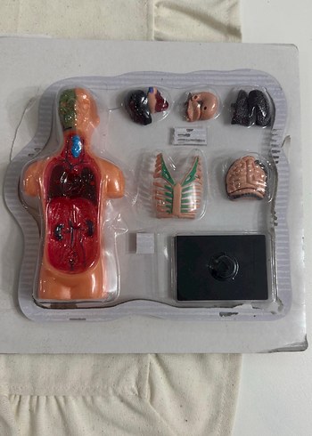 İnsan Vücudu Maket Eğitim Seti - Görsel 7