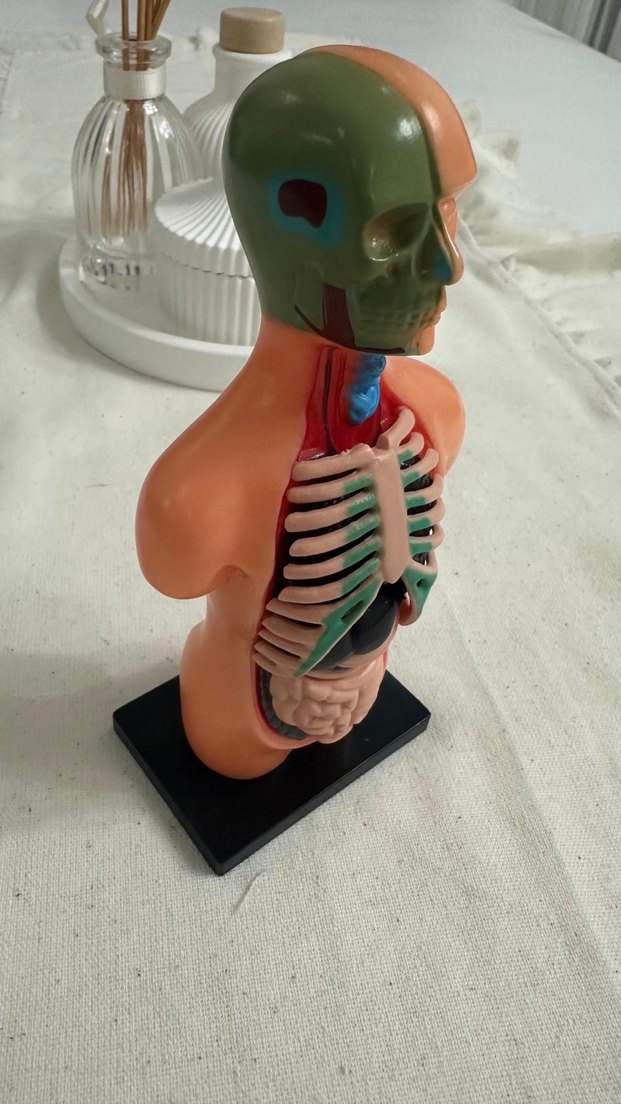 İnsan Vücudu Maket Eğitim Seti - Görsel 5