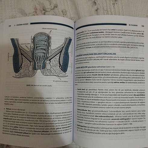  Beden İnsan Anatomisi 