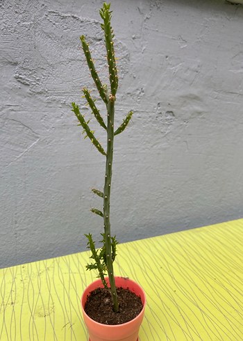 Opunto salmina (Kaktüs)