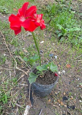  Beden Canlı Kırmızı sakız Sardunya Çiçeği