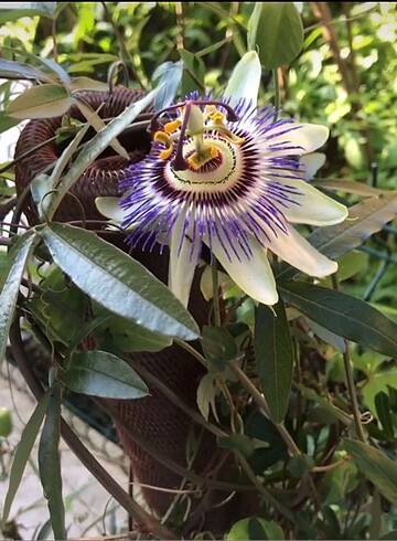 Çarkıfelek çiçeği (pasiflora )