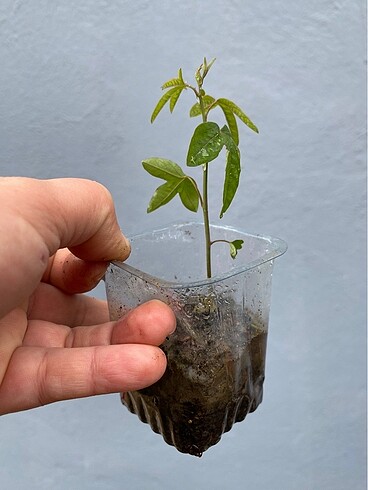 Diğer Çarkıfelek çiçeği (pasiflora )